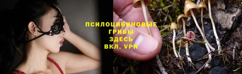 мега как зайти  Динская  Галлюциногенные грибы Psilocybe  даркнет сайт 